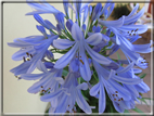 foto Fiori